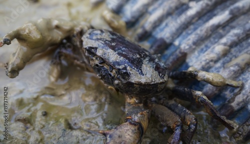The freshwater crab, Parathelphusa convexa (rice field crab), is a pest for farmers because it makes nest holes in rice field embankments and the edges of irrigation canals, and causes leakage of wate