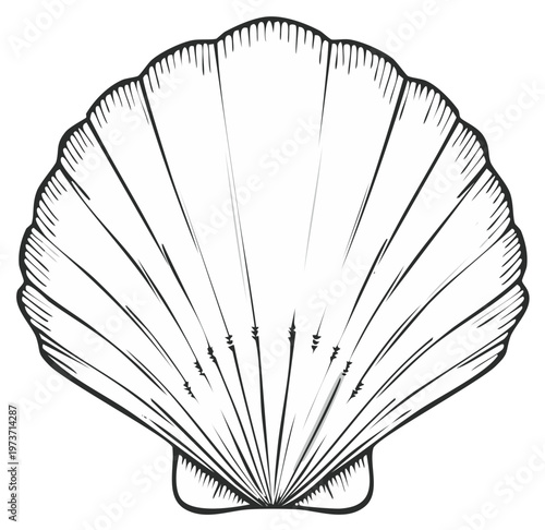 Line art illustration of a scallop seashell outline. Detailed marine shell drawing for beach and ocean concepts.
