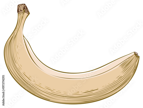 Hand drawn vintage style illustration of a single ripe banana fruit on white background