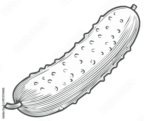 Engraved Cucumber Illustration, Isolated Fresh Vegetable