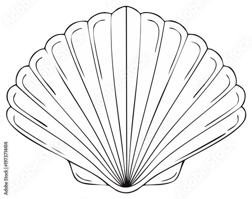 Scallop shell drawing simple line art isolated on white background