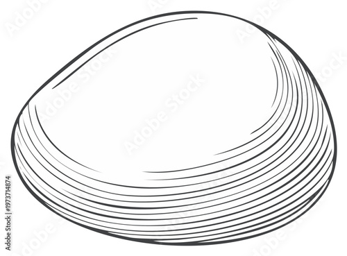 Detailed black and white line art illustration of a bivalve clam shell featuring intricate hatching texture