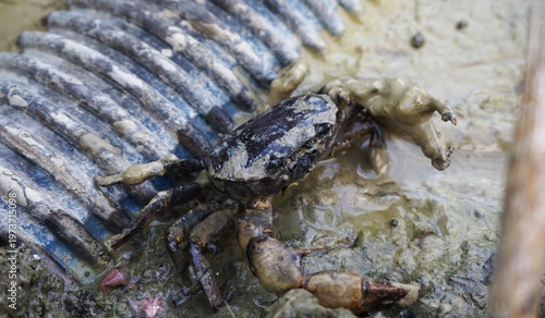 The freshwater crab, Parathelphusa convexa (rice field crab), is a pest for farmers because it makes nest holes in rice field embankments and the edges of irrigation canals, and causes leakage of wate