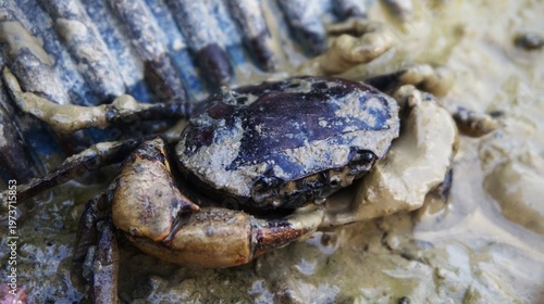 The freshwater crab, Parathelphusa convexa (rice field crab), is a pest for farmers because it makes nest holes in rice field embankments and the edges of irrigation canals, and causes leakage of wate