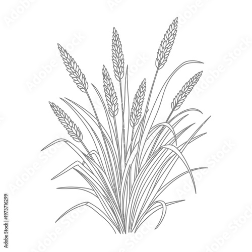 wheat grass plant drawing for agriculture and food industry designs a rustic line art illustration of growing cereal crops in nature