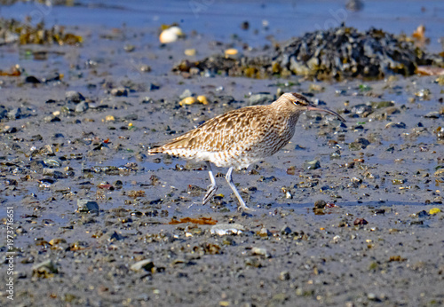 Whimbrel, on the run, in Salen Bay, Mull.
