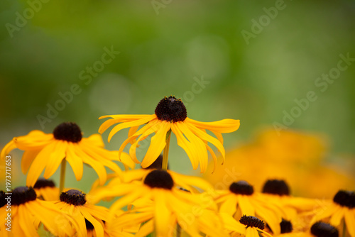 A single Rudbeckia in focus against a blurred background of greenery and other Rudbeckia blossoms
