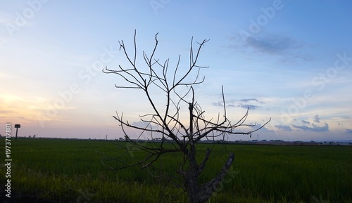 dead tree branches in the rice field area