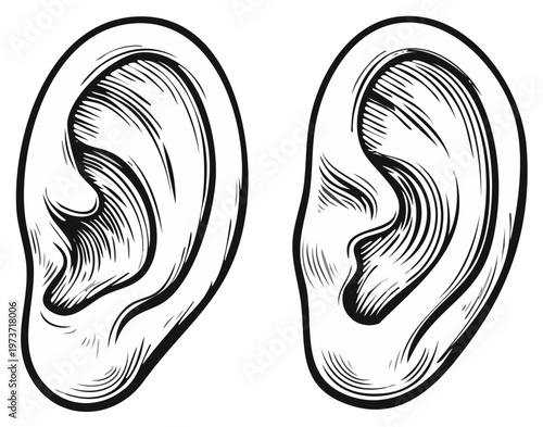 Illustration of Two Human Ears Anatomical Drawing