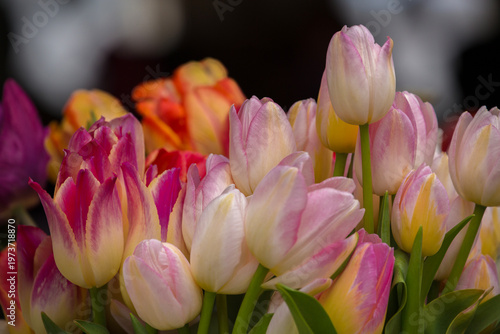 Colorful tulips for sale at a farmers market in springtime
