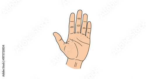 Illustration of an open human hand palm with fingers spread showing detailed skin lines and natural proportions.