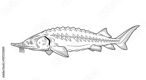 Detailed black and white engraving style illustration of a sturgeon fish captures the unique scales and body shape of this ancient aquatic species.