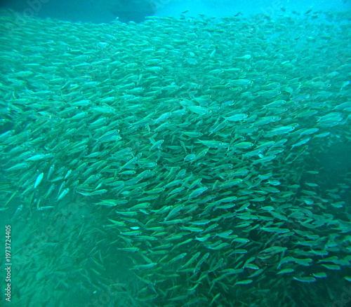 school of bait fishes in caribbean sea. Fish formation of small sardines or anchovies, undersea photo of swarming salt fishes
