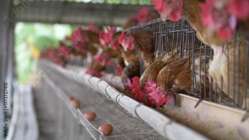 Brown hens in a battery cage system feeding from a trough, with fresh brown eggs on a collection tray. Industrial egg production and commercial poultry farming practices