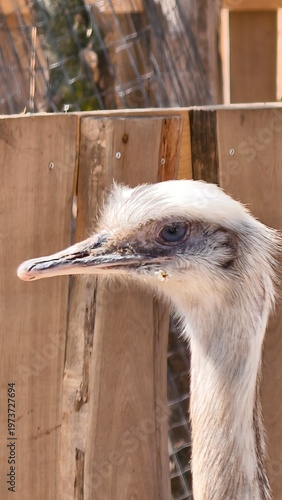 ostrich in zoo