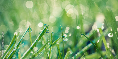 Canvas Print Breathtaking morning grass meadow macro with glistening dew drops, radiant golde