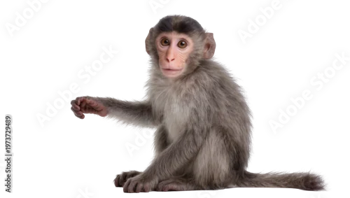 Fototapeta na wymiar Young gray baby macaque monkey sitting with outstretched arm