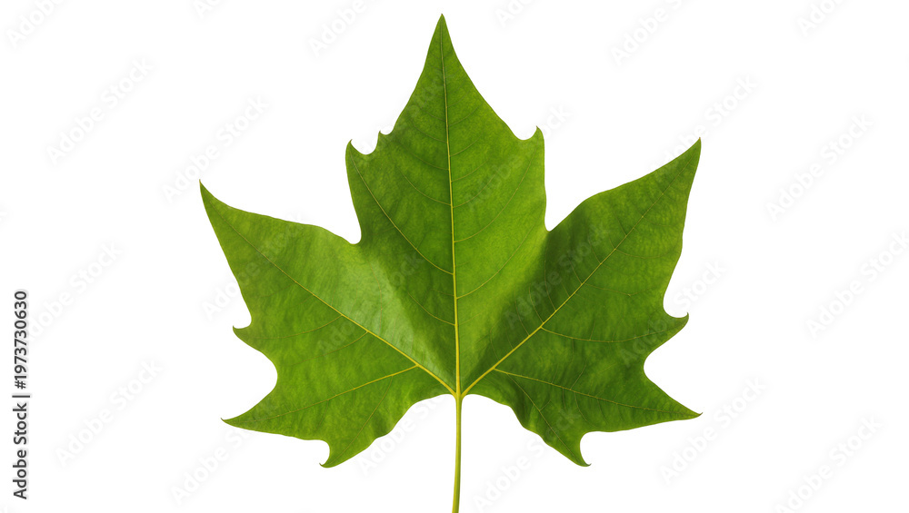 Fototapeta premium Vibrant green Maple leaf with prominent veins and stem