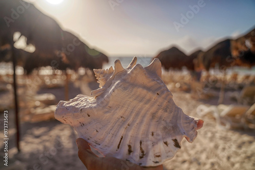 Canvas Print Hand holding large conch shell at tropical beach resort