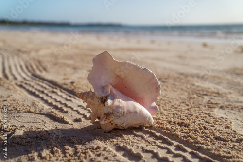 Bild auf Leinwand Pink conch shell resting on sandy beach at sunrise