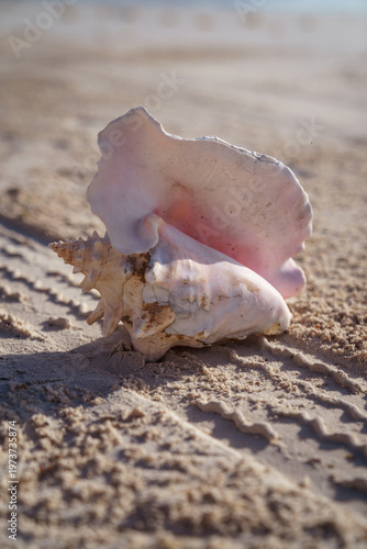 Fotografie Pink conch shell resting on sandy beach at sunrise