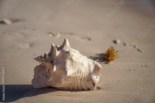 Fotografía Pink conch shell resting on sandy beach at sunrise