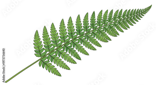 Green Fern Leaf Closeup Nature.