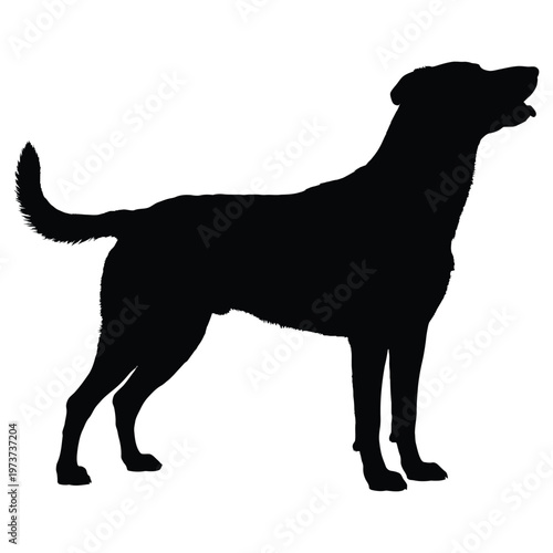 A striking black silhouette of a labrador retriever standing in a relaxed pose silhouette