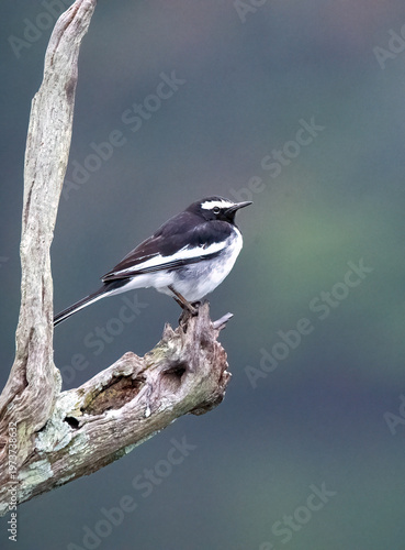 A white-browed wagtail sitting on a tree branch in the outskirts of River tern Jungle lodges in Bhadra Tiger Reserve