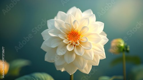Blooming process of a white dahlia in time lapse