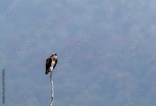 An Osprey sitting on a tree branch in the backwaters of Bhadra river dam in Bhadra tiger reserve during a boat safari