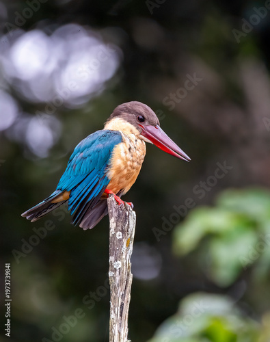 A stork-billed kingfisher perched on top of a tree branch in the backwaters of Bhadra tiger reserve during a wildlife safari