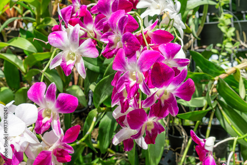 Pink and white Dendrobium orchids flowers on Phuket island, Thailand. Blossoming flowers. Nature background. Close up