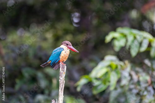 A stork-billed kingfisher perched on top of a tree branch in the backwaters of Bhadra tiger reserve during a wildlife safari