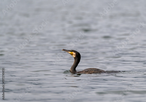 A large cormorant sitting on a tree branch in the backwaters of Bhadra Tiger Reserve during a boat safari