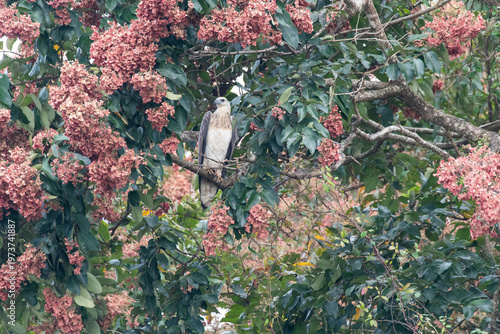 A white-bellied sea eagle perched on top of a tree in the backwaters of Bhadra Tiger Reserve during a boat safari