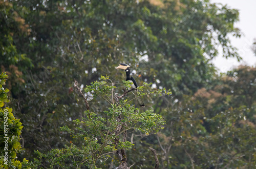A malabar pied hornbill perched on the top most point on a tree in the backwaters of Bhadra tiger reserve during a boat safari