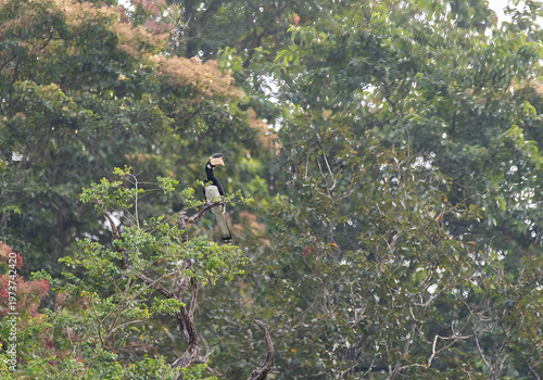 A malabar pied hornbill perched on the top most point on a tree in the backwaters of Bhadra tiger reserve during a boat safari