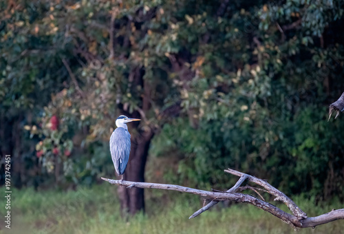 A gray heron perched on top of a tree branch in the Bhadra backwaters inside Bhadra Tiger Reserve during a wildlife safari