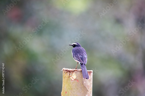 A white-browed wagtail sitting on a tree branch in the outskirts of River tern Jungle lodges in Bhadra Tiger Reserve