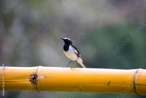 A white-browed wagtail sitting on a tree branch in the outskirts of River tern Jungle lodges in Bhadra Tiger Reserve