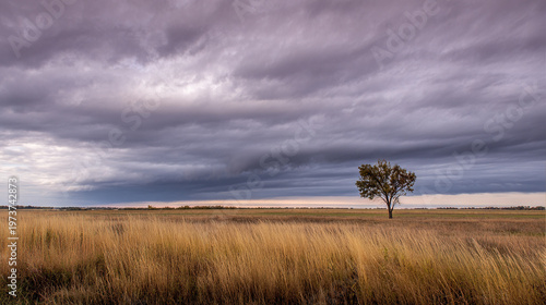 Solitary Tree in Golden Grass Field Under Stormy Sky