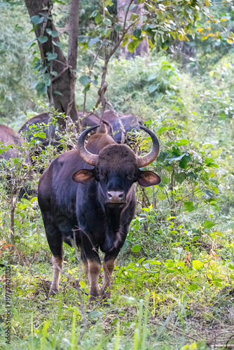 An Indian Gaur grazing inside Bhadra Tiger Reserve during a wildlife safari