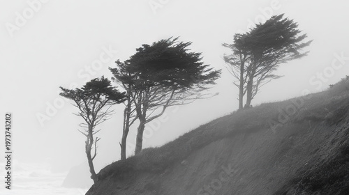 Trees on a foggy coastal cliff