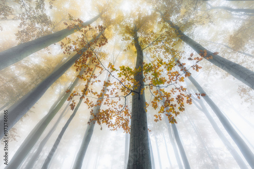 Looking up at misty autumn forest with colorful leaves and sun rays