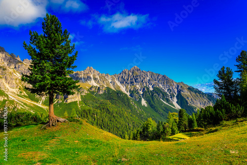 Lonely tree on alpine meadow with panoramic mountain view