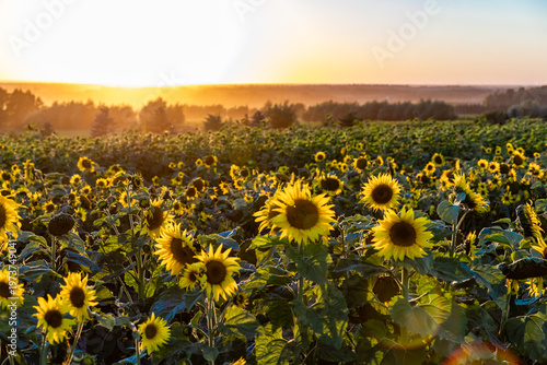 A landscape view of a field of sunflowers on a warm sunny evening. 