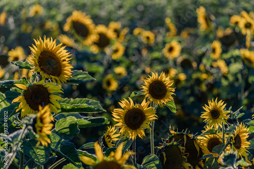 A close up of a field of sunflowers in full bloom on a warm summer evening.