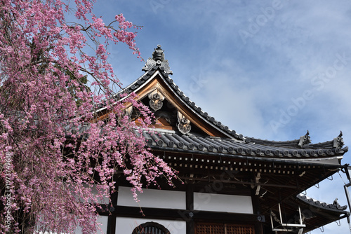 善峯寺　奥の院　薬師堂としだれ桜(京都市西京区)
