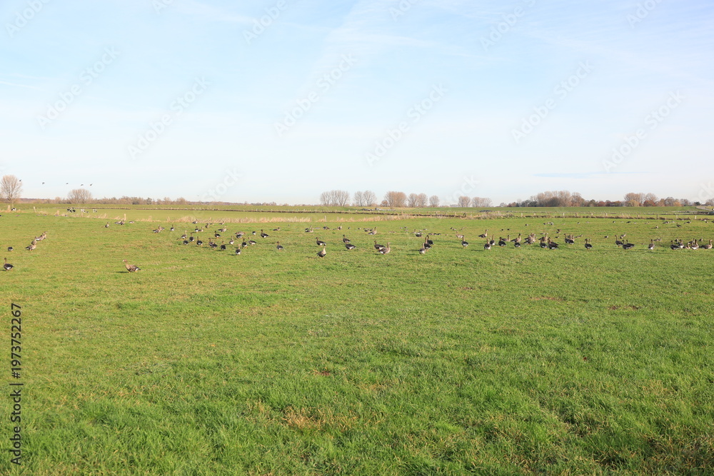 Fototapeta premium Blick auf die Naturlandschaft der Bislicher Insel bei Xanten am Rhein 